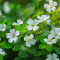 Bacopa Monnieri